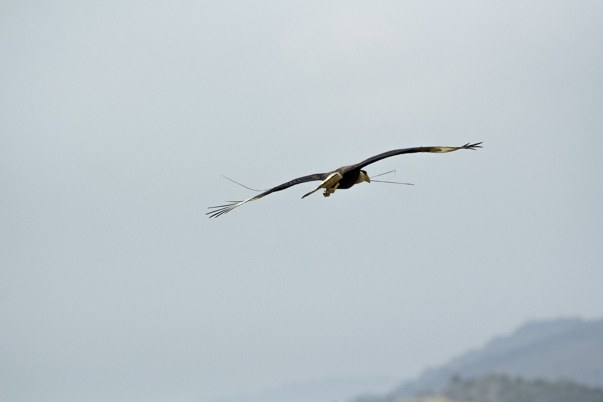 I am sailing… äh: Gliding!