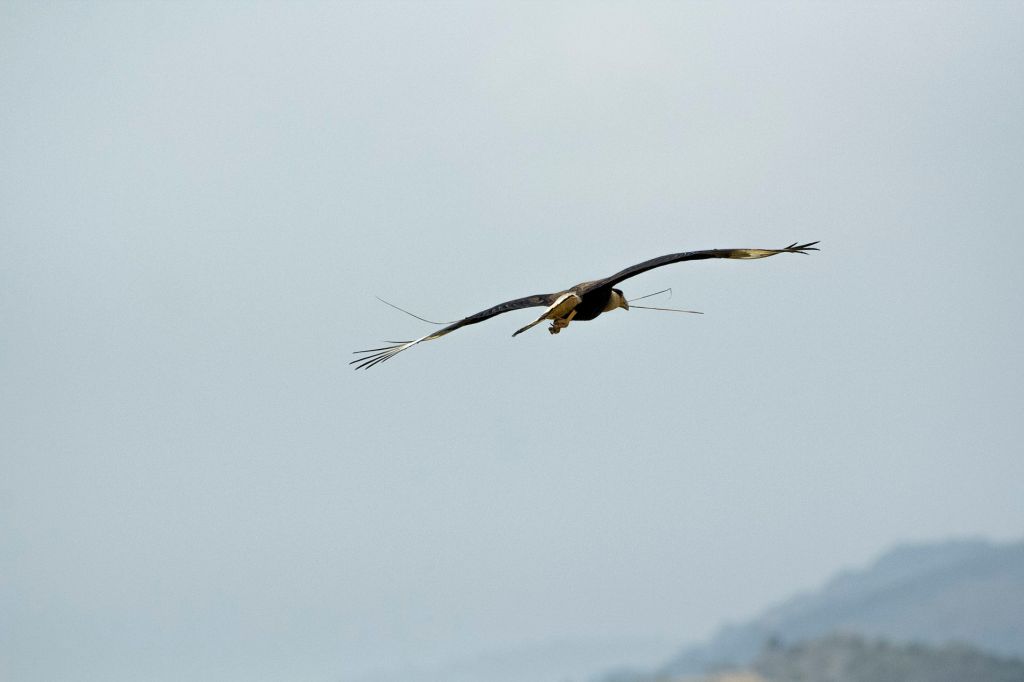 I am sailing… äh:&nbsp;Gliding!